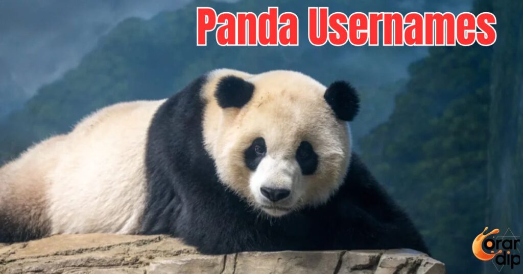 900+ Panda Usernames That Are Cute and Creative 900+ Panda Usernames That Are Cute and Creative