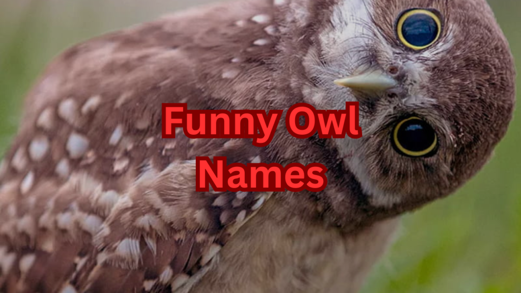 530+Funny Owl Names [Wise, Witty & Cute Naming Inspiration] 2024