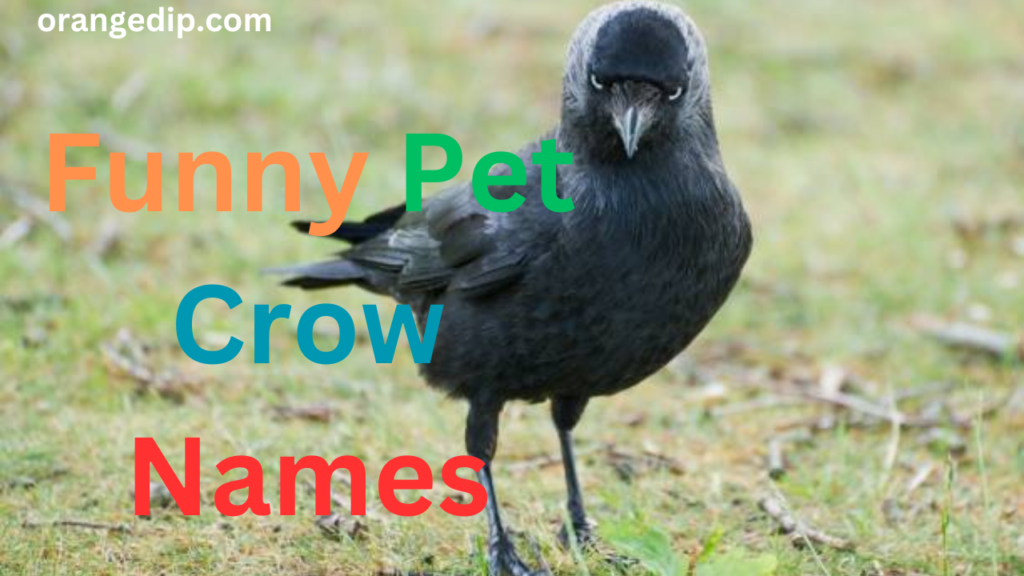 A List of Cutest Funny Pet Crow Names: 450+ Creative Ideas!