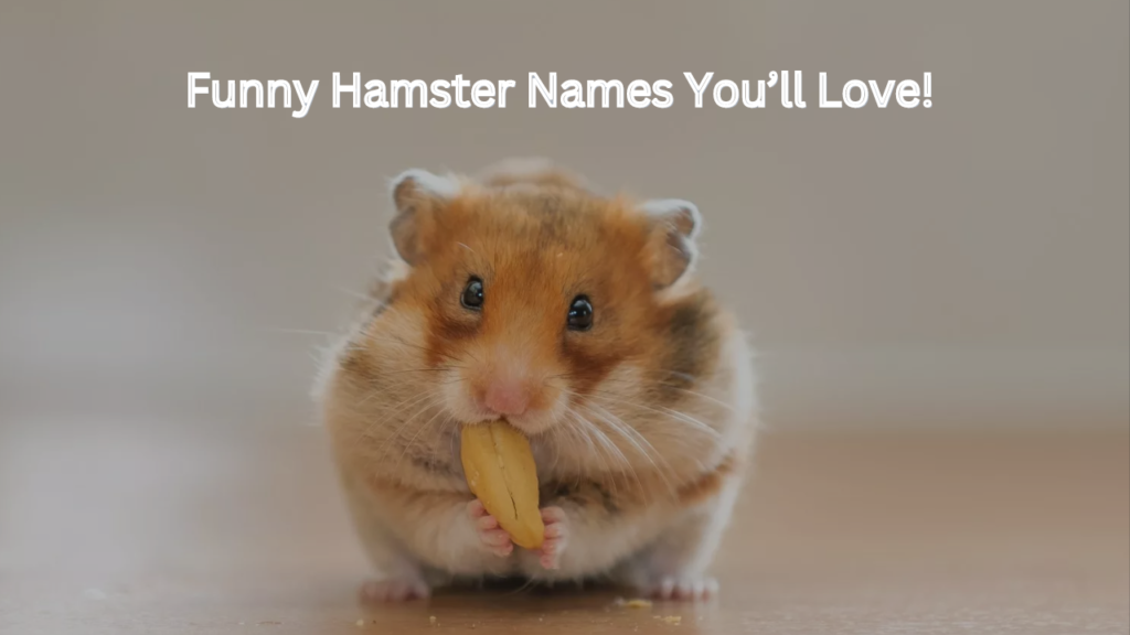 500+ Creative & Funny Hamster Names You’ll Love! 2024