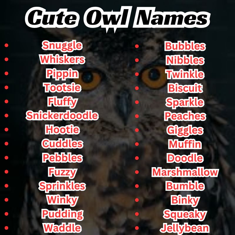 Cute Owl Names
