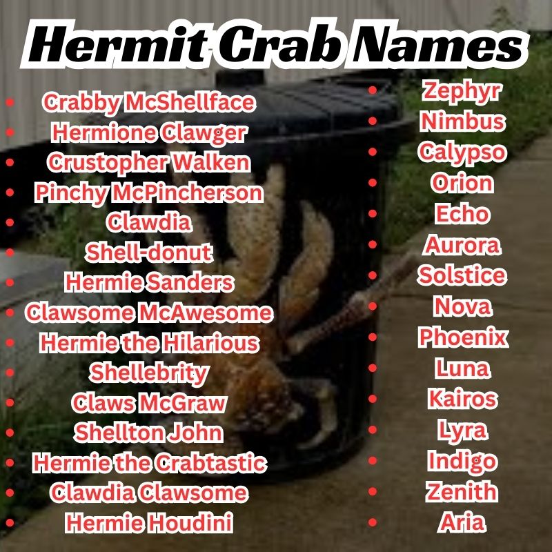 Cute Hermit Crab Names