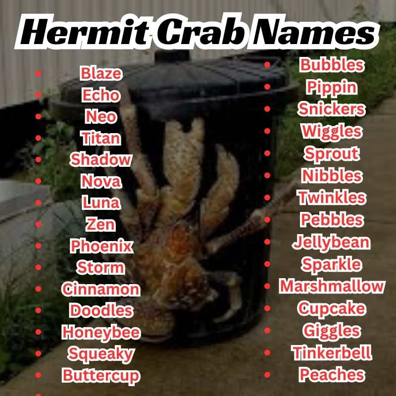Unique Hermit Crab Names
