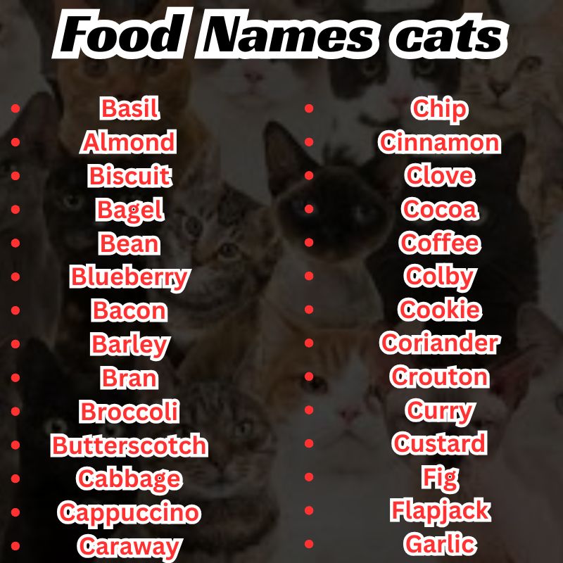 Food Names for Male Cats