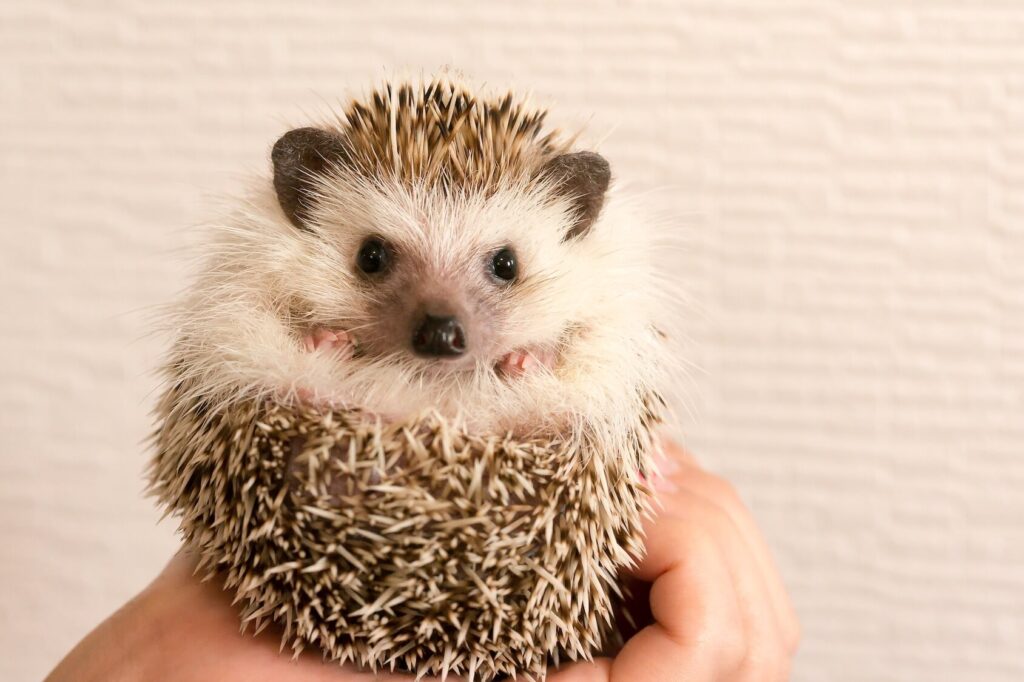 Funny Hedgehog Names (500+ Cute, Silly & Adorable Ideas) 2024