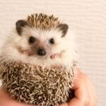 Funny Hedgehog Names (500+ Cute, Silly & Adorable Ideas) 2024