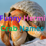500+ Funny Hermit Crab Names (A Collection of Creative Ideas) 2024
