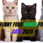 1290+Funny Food Names for Cats 2024