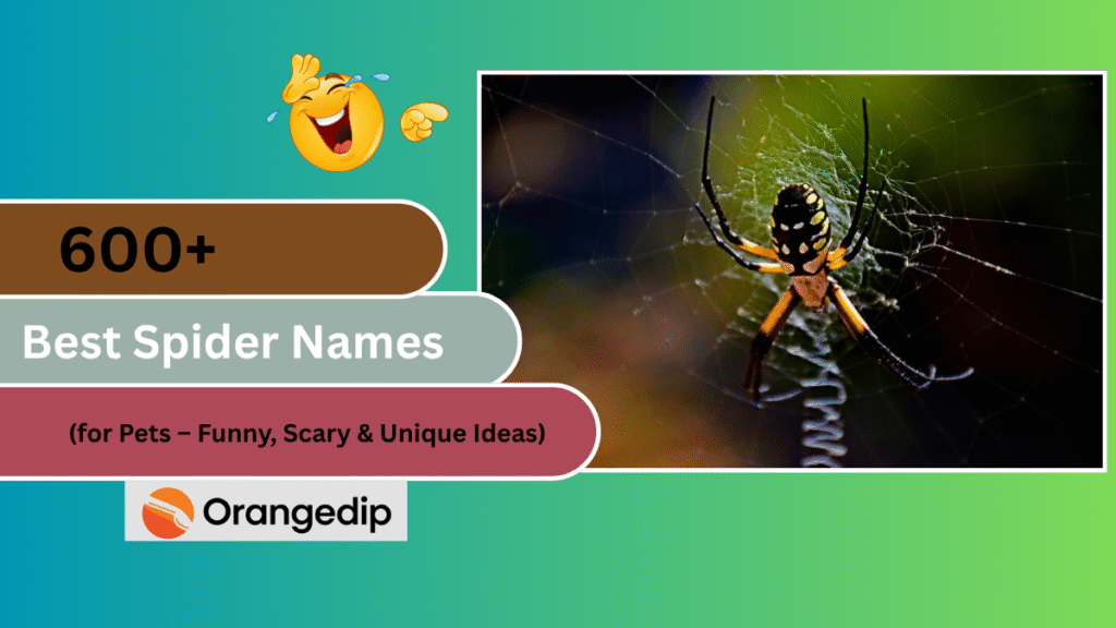 600+ Best Spider Names for Pets – Funny, Scary & Unique Ideas