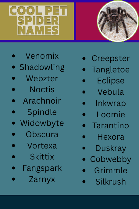 Cool Pet Spider Names