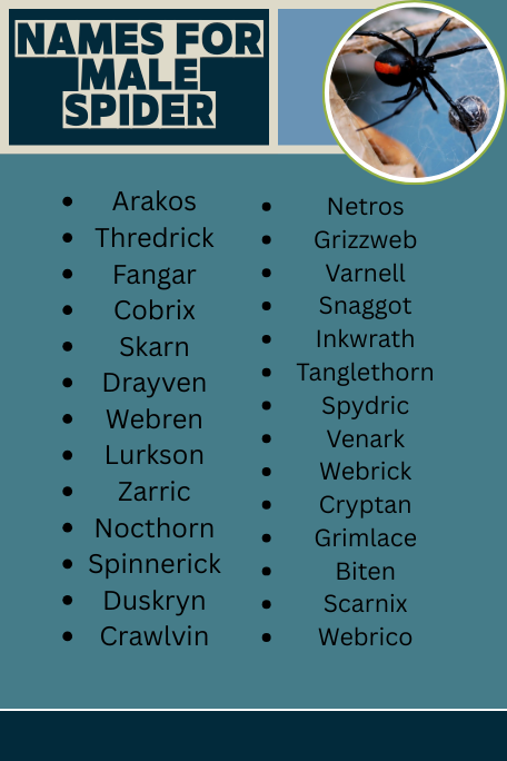 Names For Male Spider