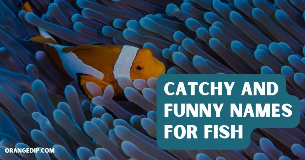 Catchy and Funny Names for Fish