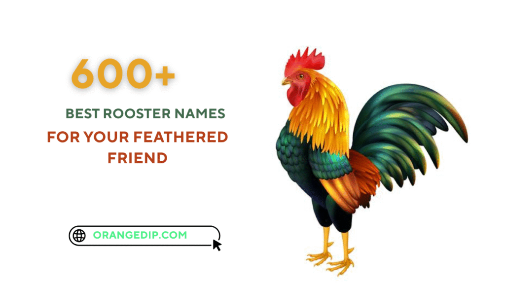 600+ Best Rooster Names for Your Feathered Friend