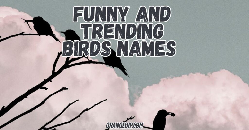 Funny And Trending Names For Birds