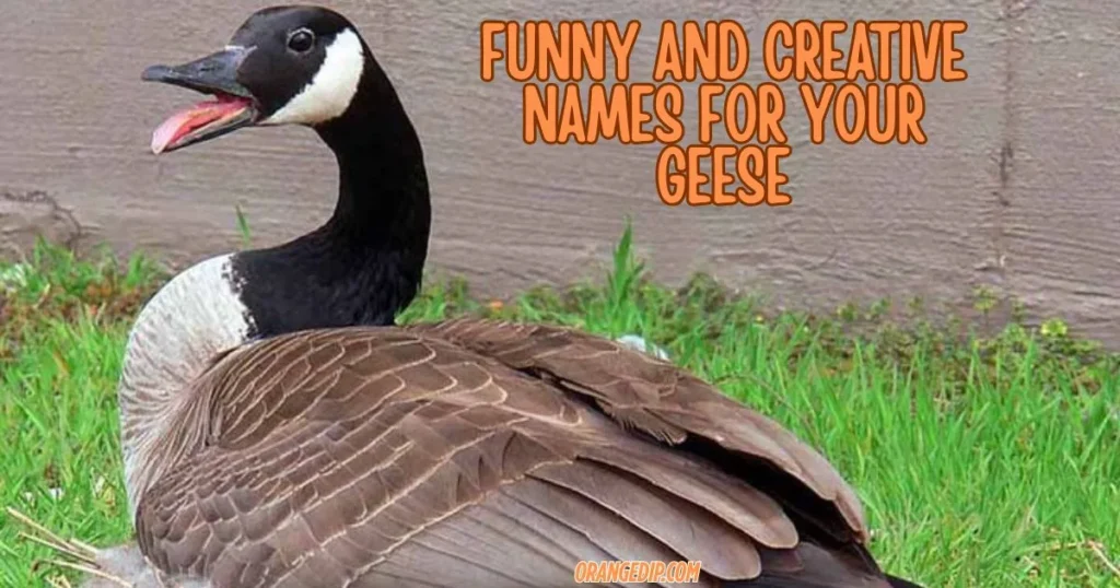 Funny And Creative Names For Your Geese
