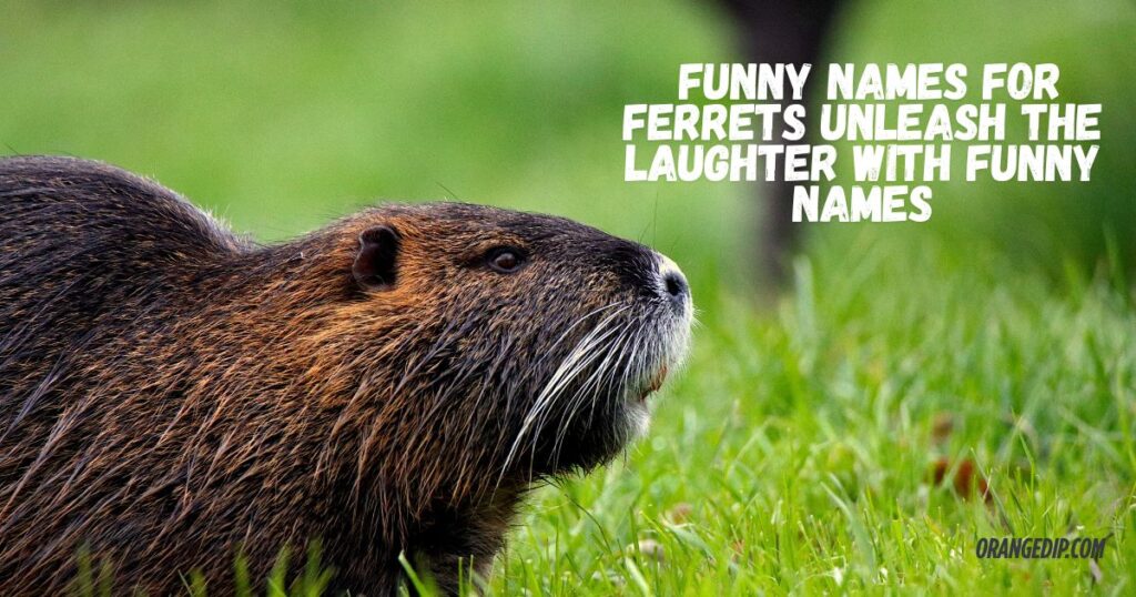 Funny Names For Ferrets Unleash The Laughter With Funny Names