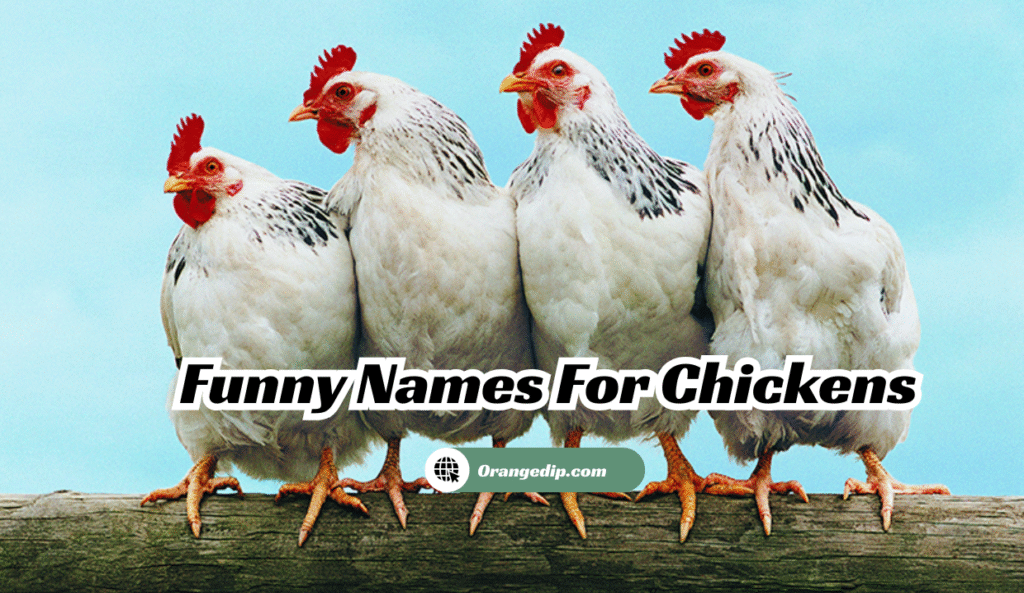 500+ Hilarious & Funny Names For Chickens You’ll Love 2025