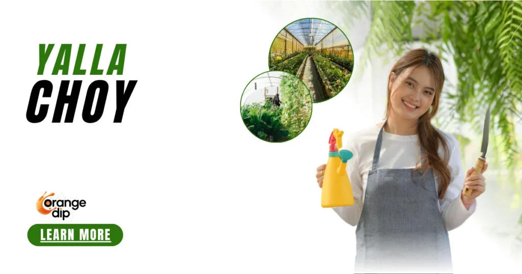 Is Yalla Choy Arabic or Asian Slang in Modern Culture